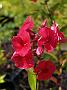 Phlox Rotball_2